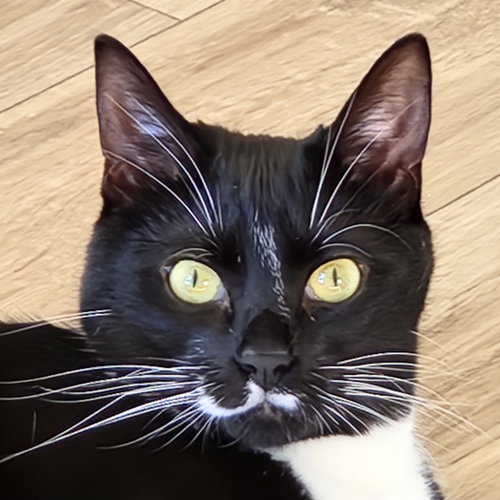 Max, an adoptable Domestic Short Hair in Anacortes, WA