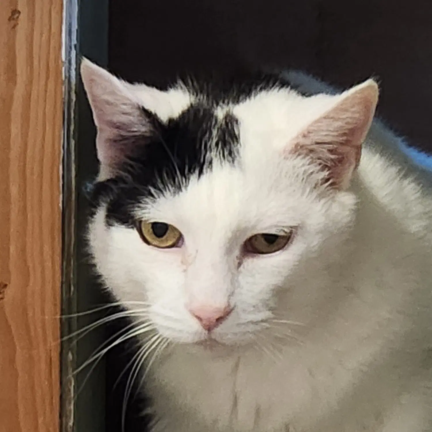 Astro - Domestic Short Hair