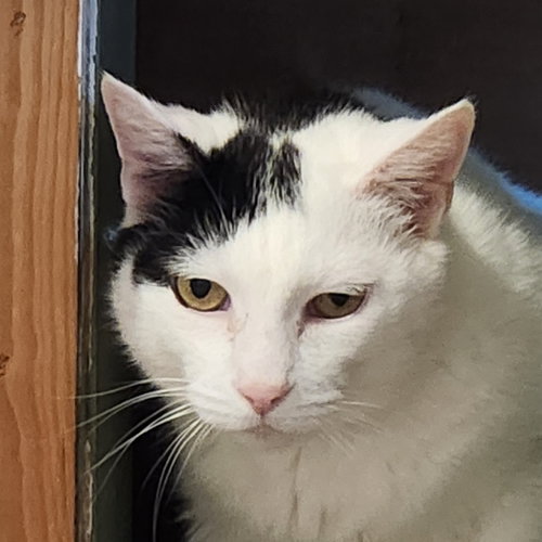 Astro, an adoptable Domestic Short Hair in Anacortes, WA