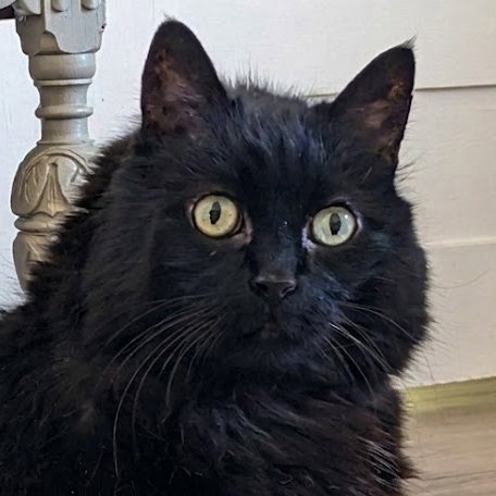 Photo of Kitty
