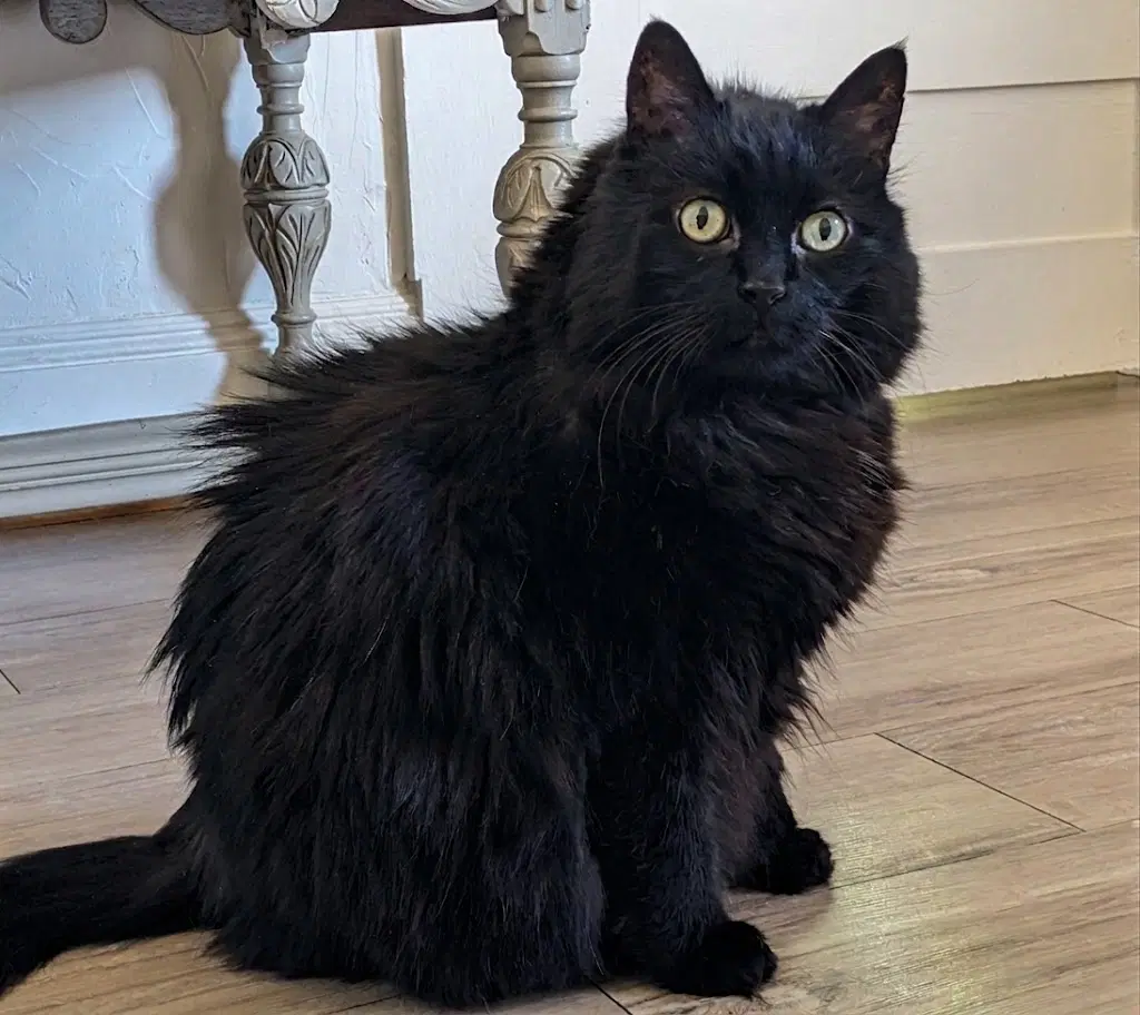 Kitty image 2
