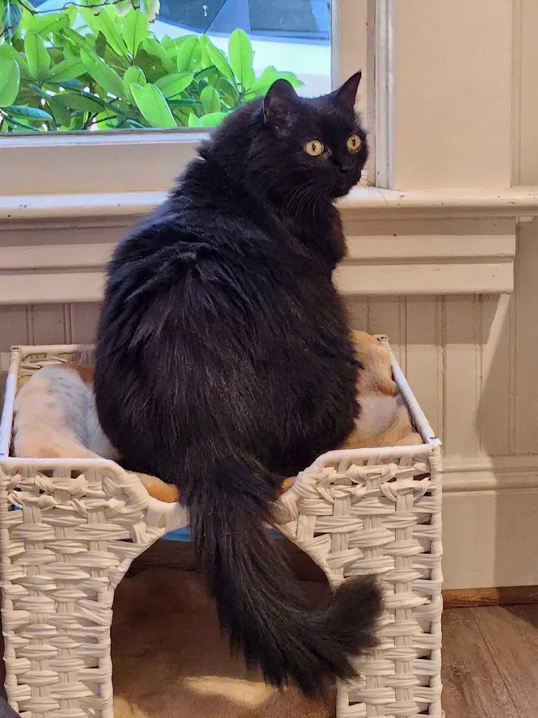 Kitty image 3