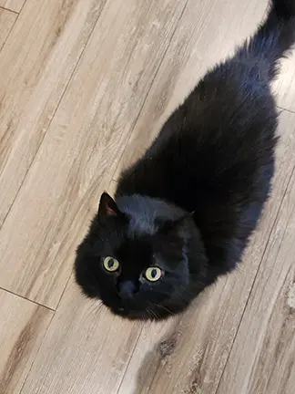 Kitty image 4