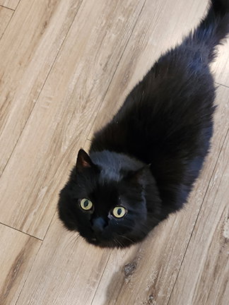 Photo 4 of Kitty