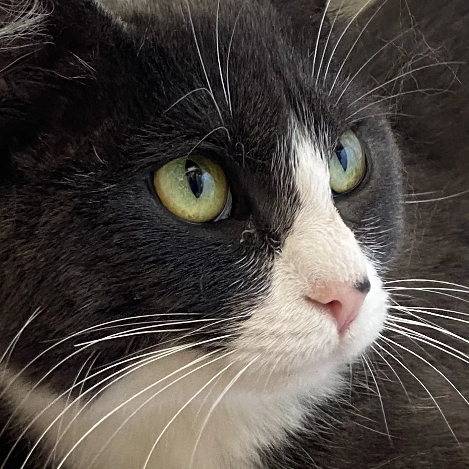 Ariel - Domestic Short Hair