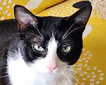 Teddy - Domestic Short Hair