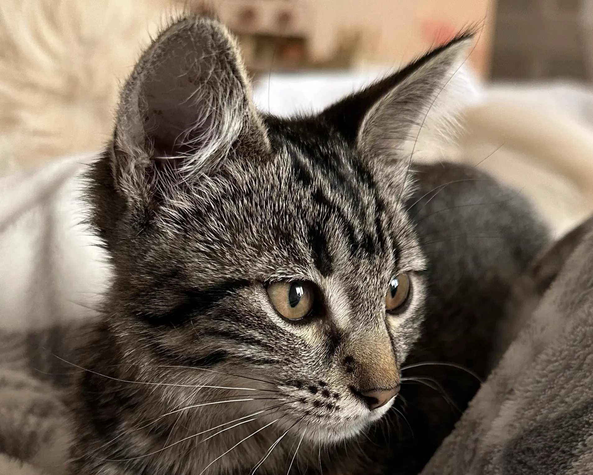 Mia - Domestic Short Hair