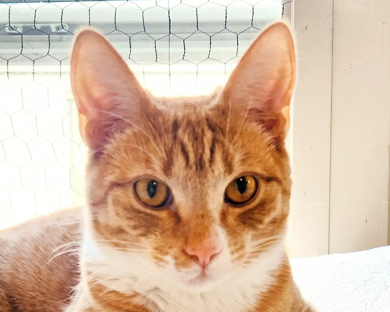 Xena - Domestic Short Hair