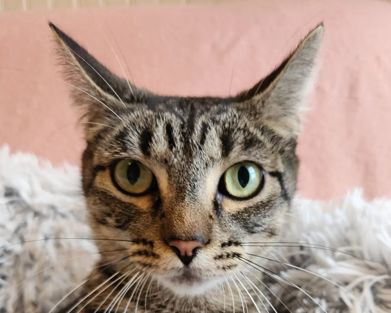 Chloe - Tabby