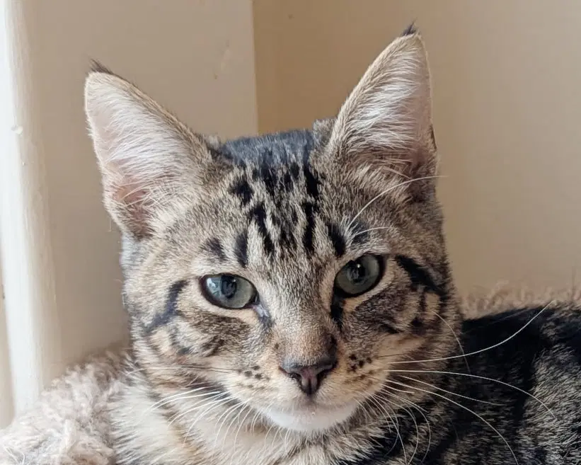 Cocoa - Tabby