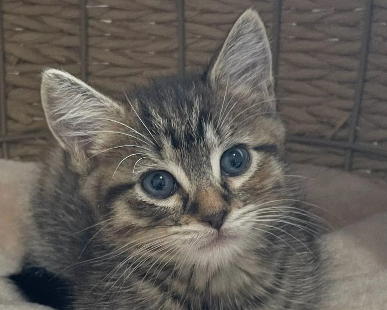 Rihanna - Tabby