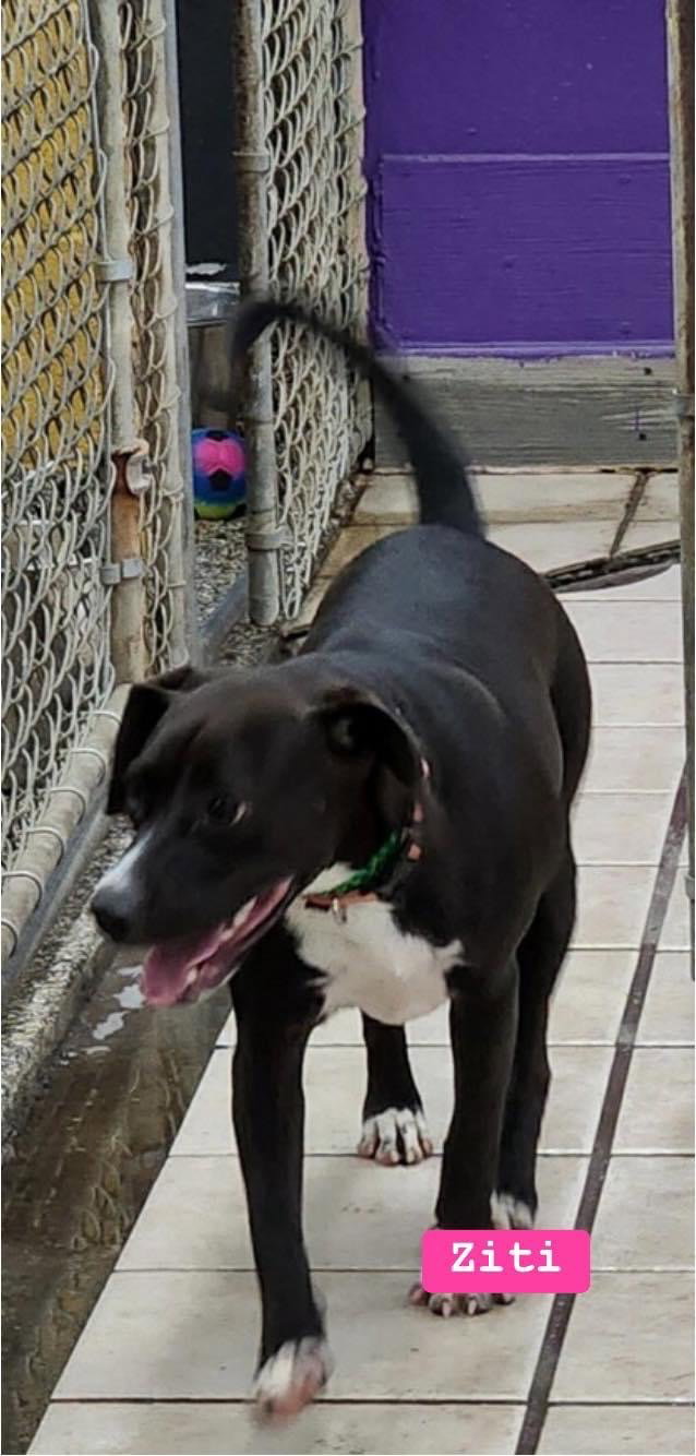 Dog for Adoption ZITI, a Beagle in Assumption Parish, LA Alpha Paw