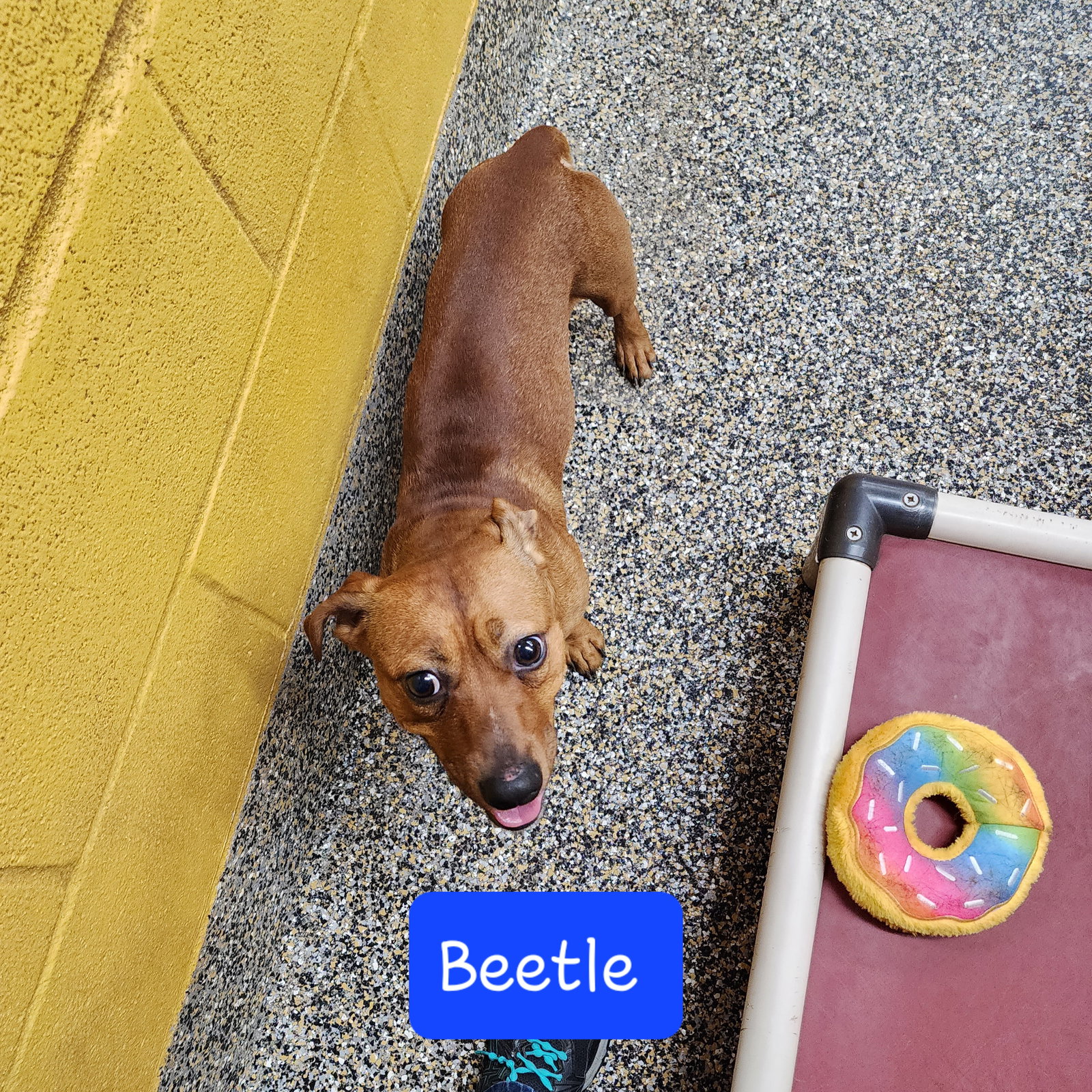 Dog for Adoption Beetle, a Dachshund in Jefferson Parish, LA Alpha Paw