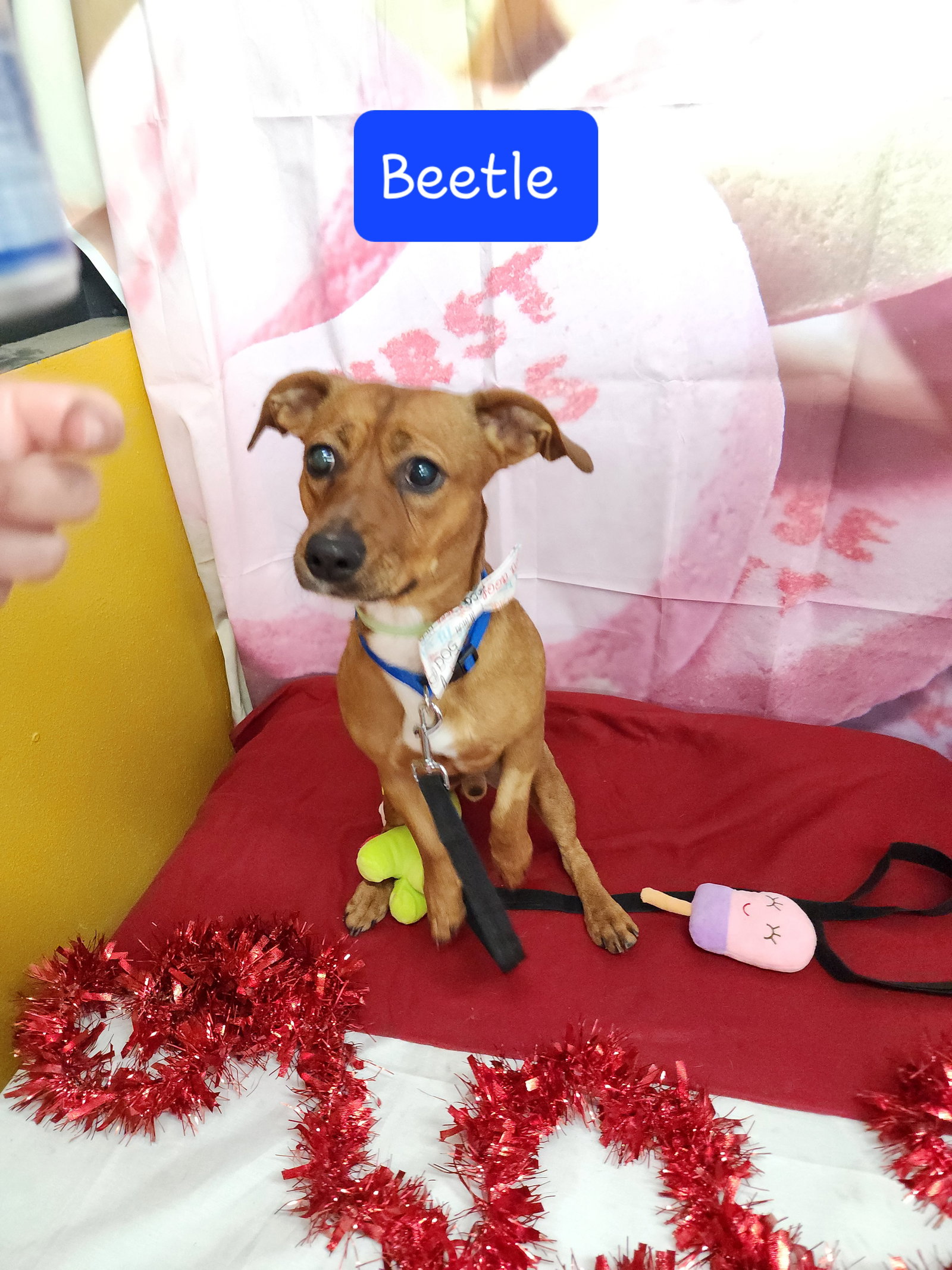 Dog for Adoption Beetle, a Dachshund in Jefferson Parish, LA Alpha Paw