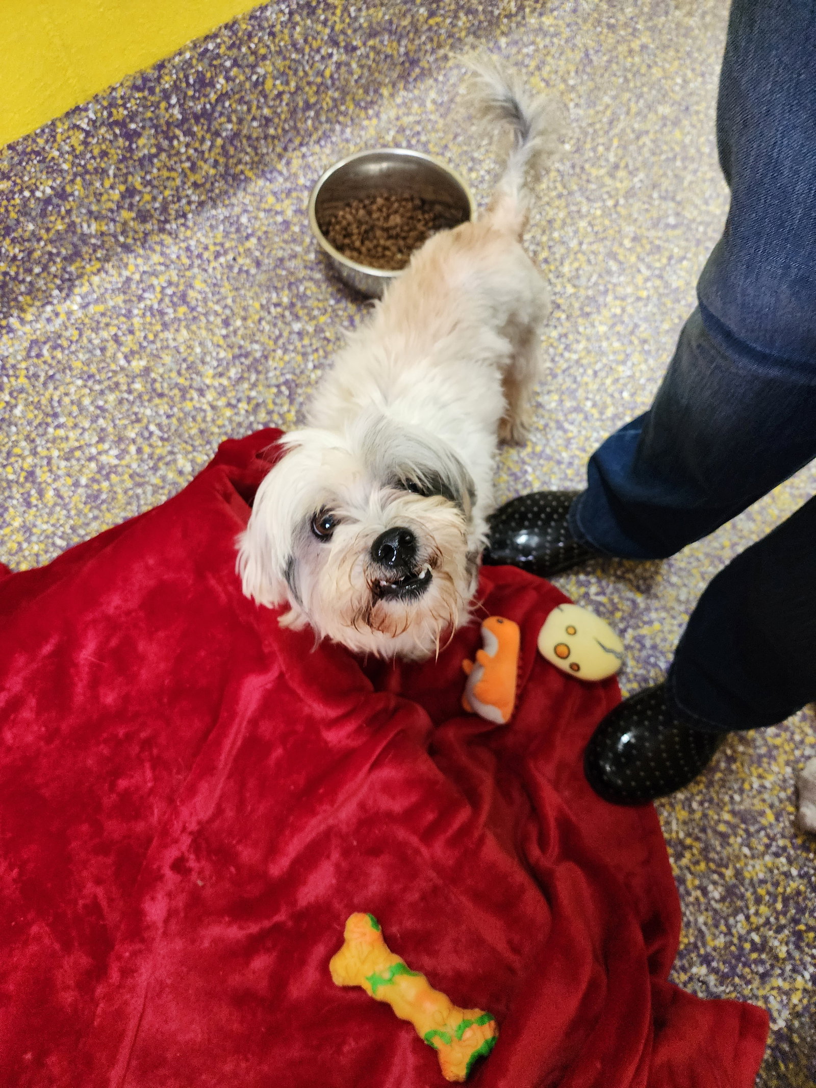 Dog for Adoption Koda, a Shih Tzu in Marrero, LA Alpha Paw