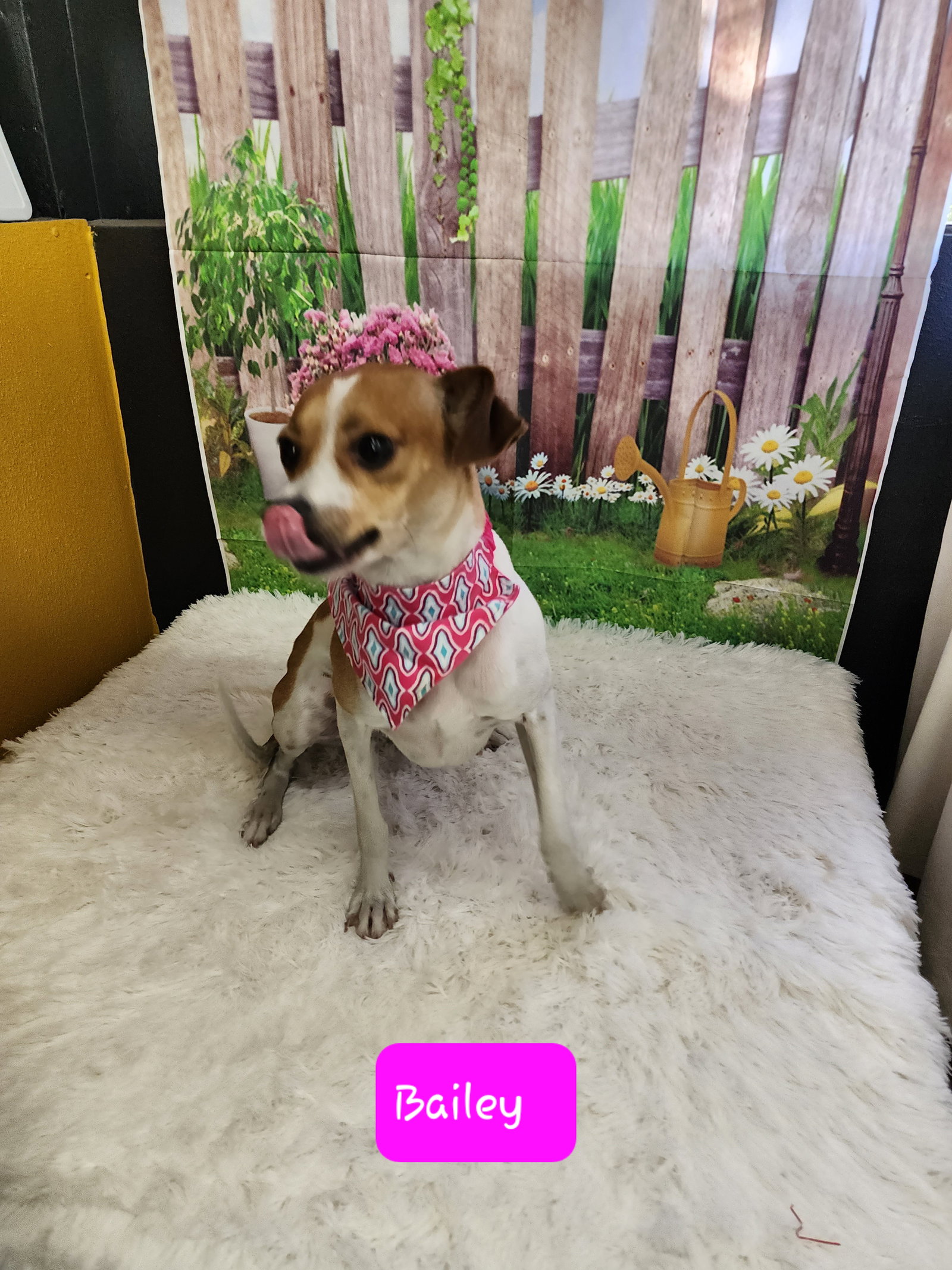 Dog for Adoption Bailey, a Rat Terrier in Belle Chasse, LA Alpha Paw