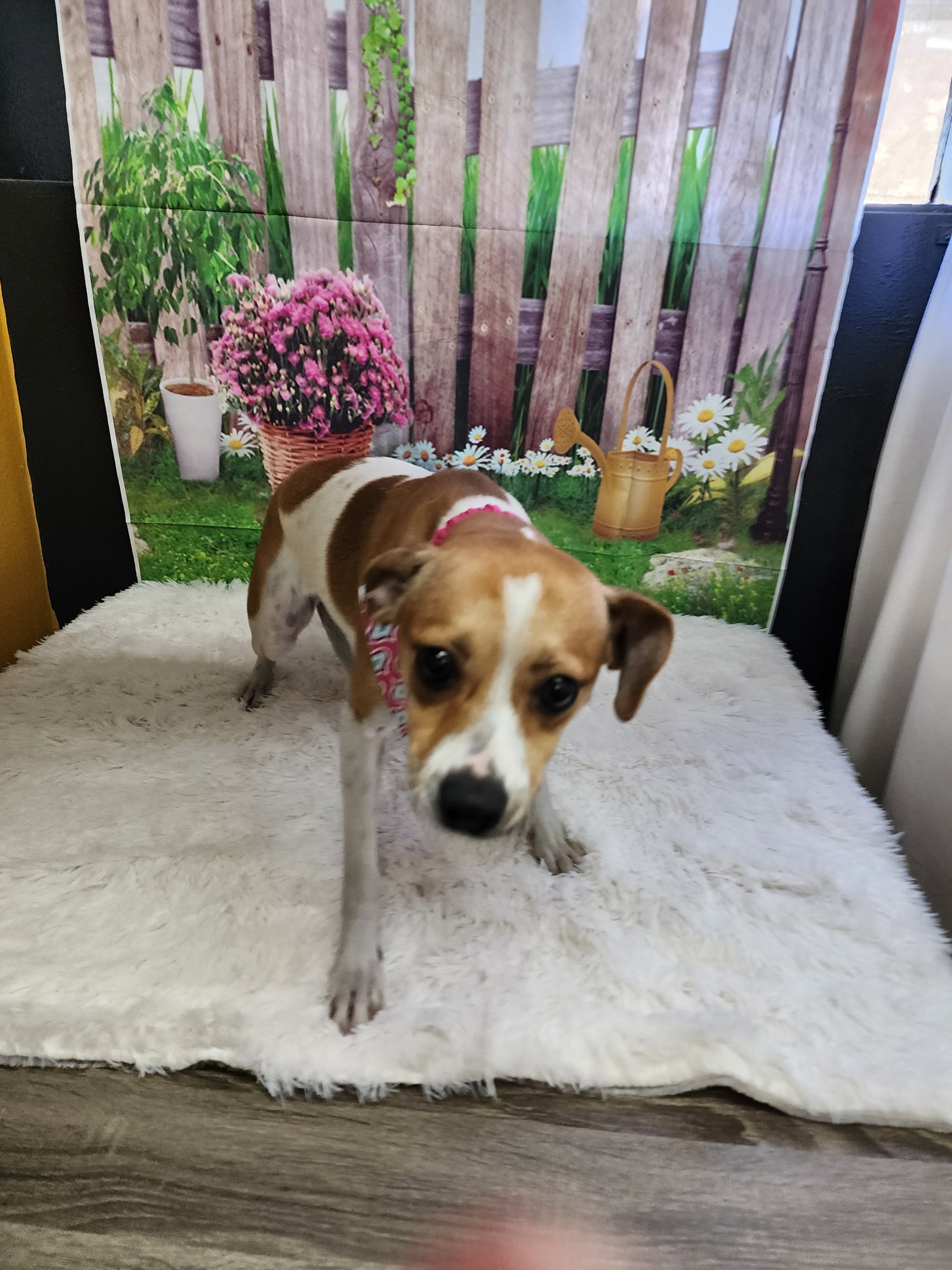 Dog for Adoption Bailey, a Rat Terrier in Belle Chasse, LA Alpha Paw
