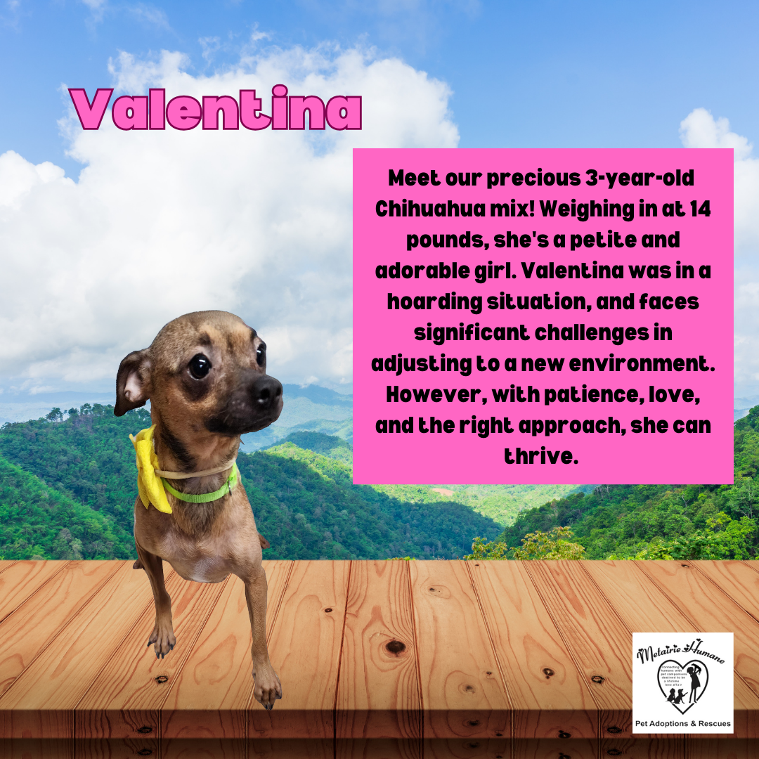 adoptable Dog in Metairie, LA named Valentina