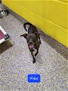 adoptable Dog in metairie, LA named Midas