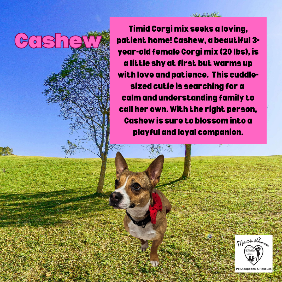 adoptable Dog in Metairie, LA named Cashew