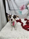 adoptable Dog in metairie, LA named Parsley