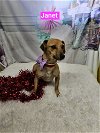 adoptable Dog in metairie, LA named Janet