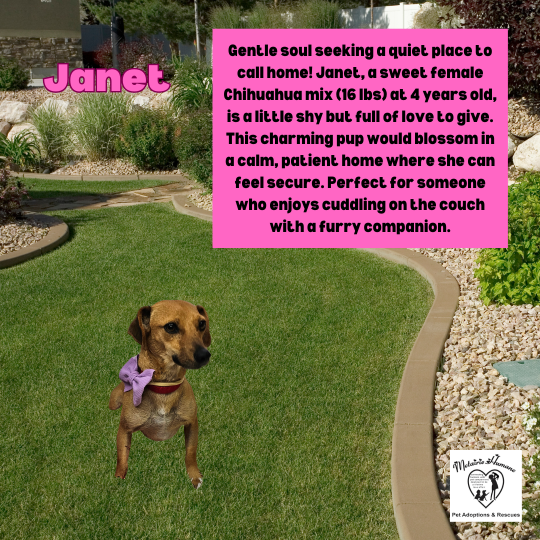 adoptable Dog in Metairie, LA named Janet