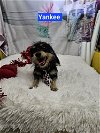 adoptable Dog in , LA named Yankee
