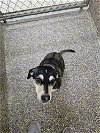 adoptable Dog in metairie, LA named Brioche