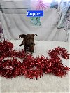 adoptable Dog in metairie, LA named Copper