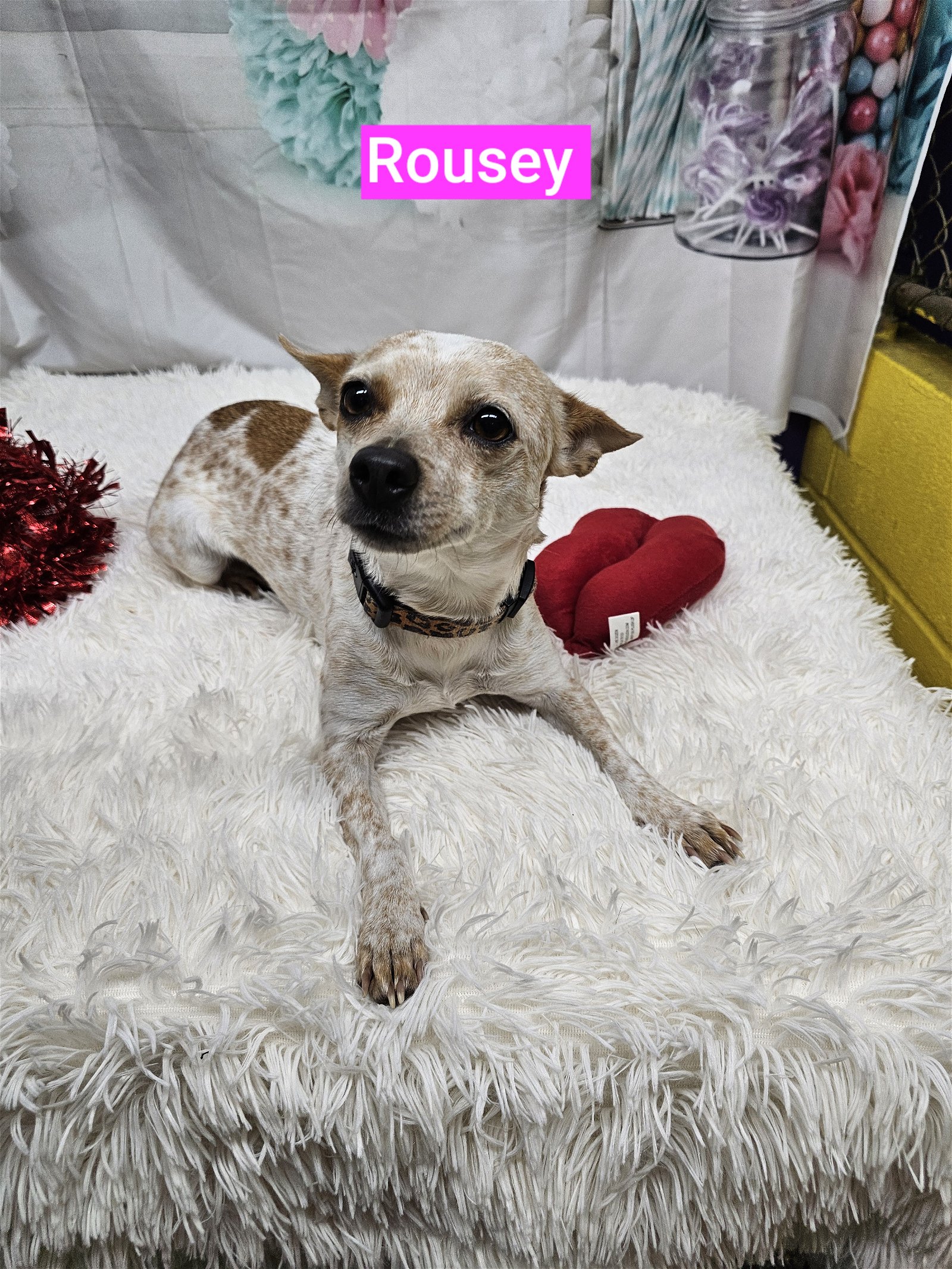 adoptable Dog in Metairie, LA named Rousey