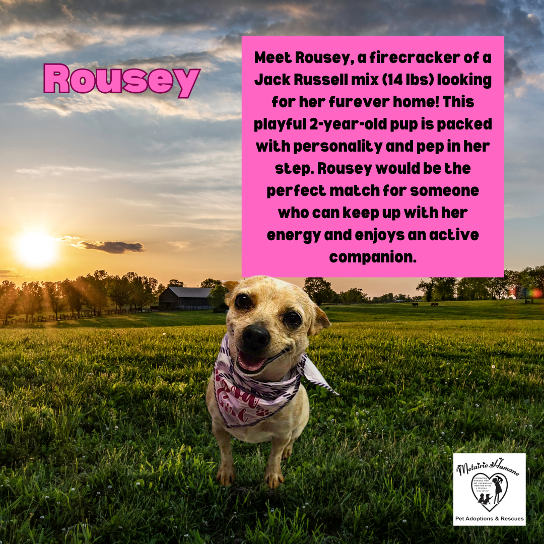 adoptable Dog in Metairie, LA named Rousey