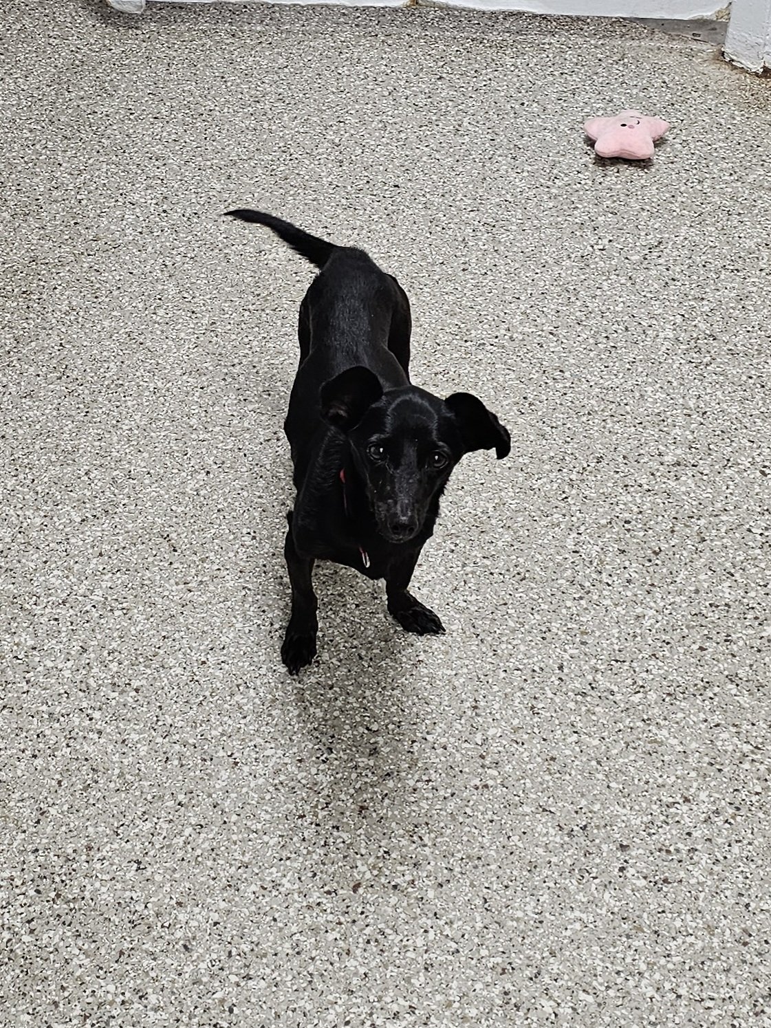 adoptable Dog in Metairie, LA named Olivia