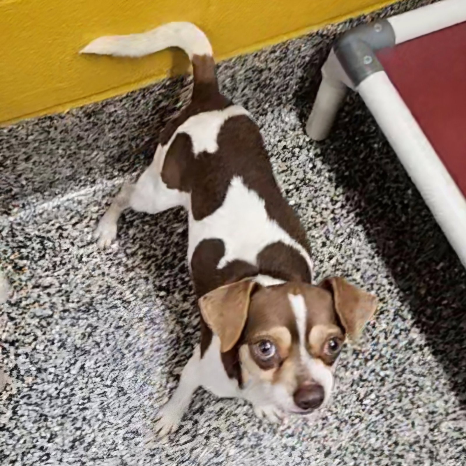 Dog for Adoption Brigadier, a Chihuahua in Belle Chasse, LA Alpha Paw