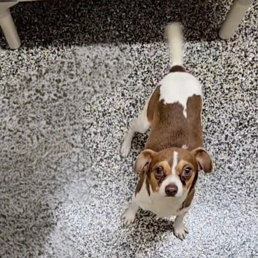 Dog for Adoption Sergeant, a Chihuahua in Belle Chasse, LA Alpha Paw