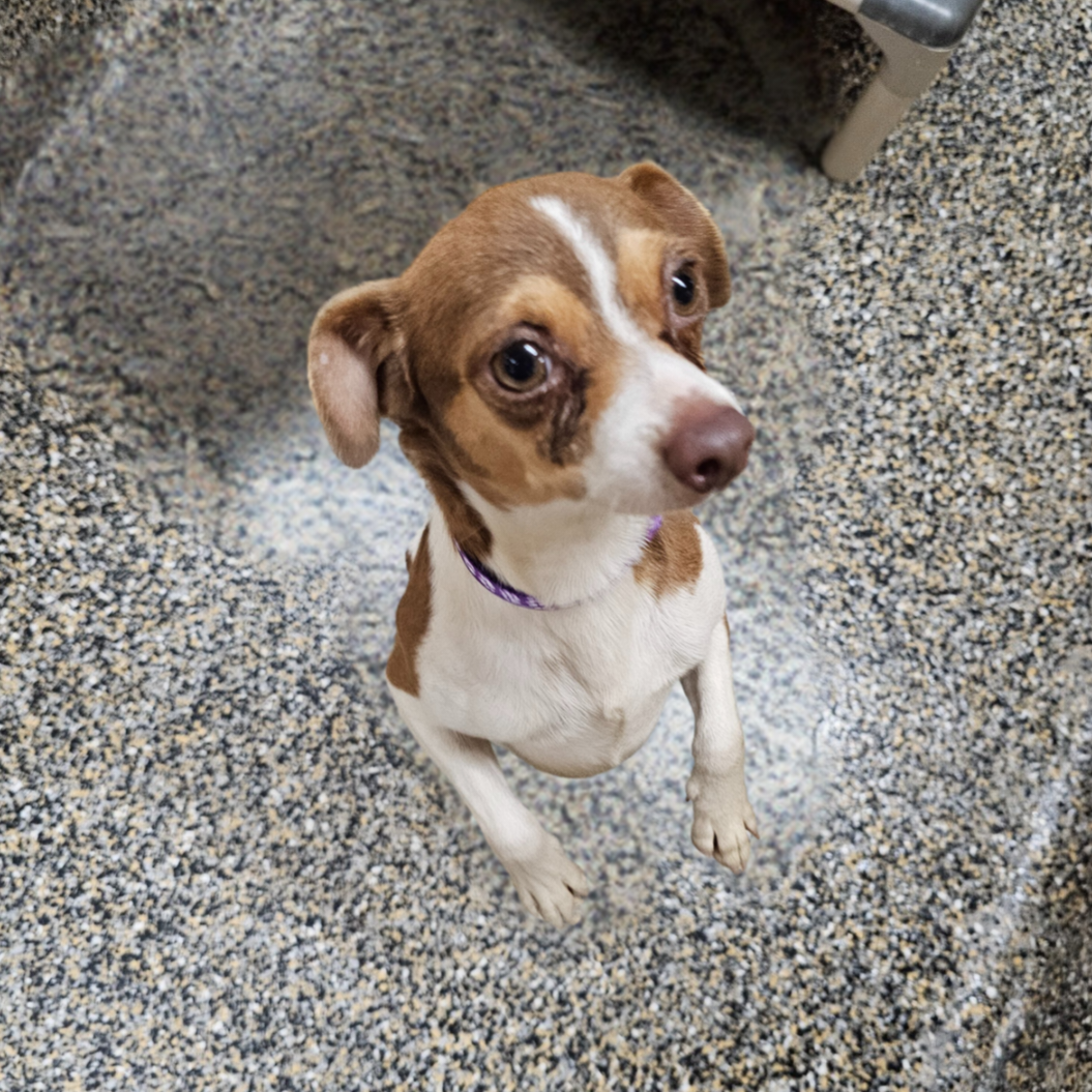 Dog for Adoption Sergeant, a Chihuahua in Belle Chasse, LA Alpha Paw