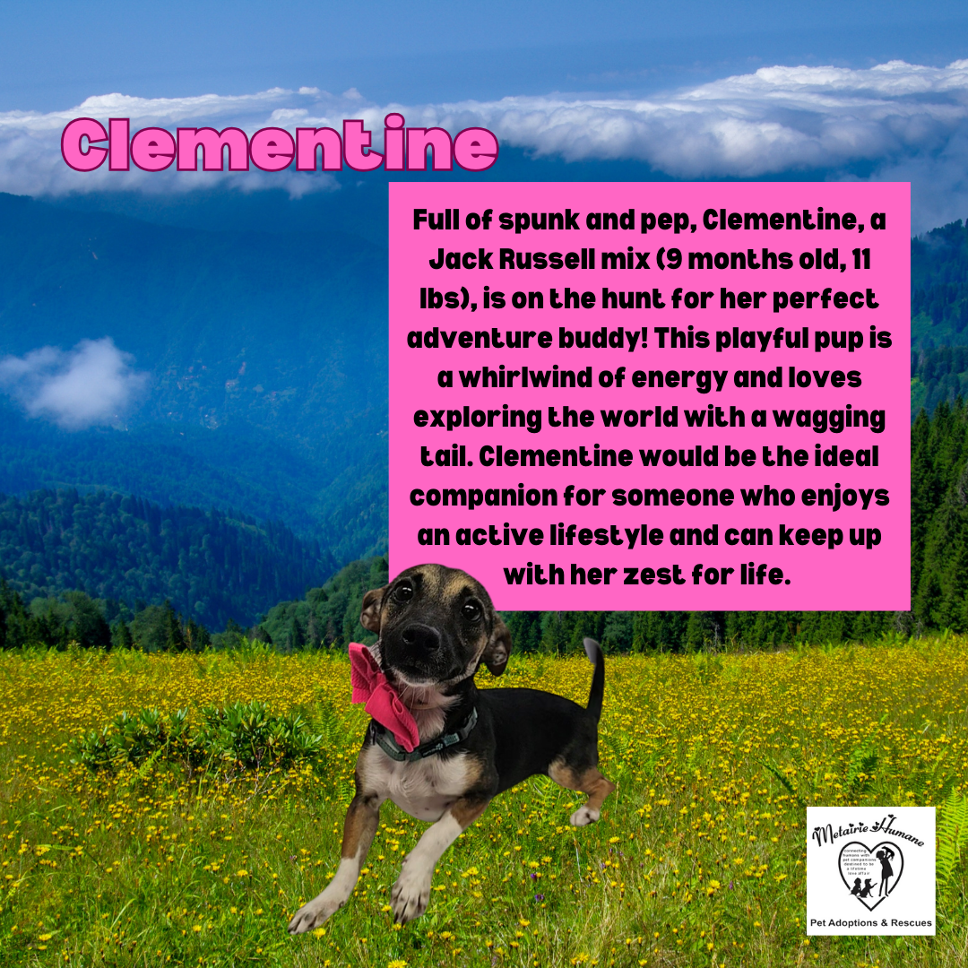 adoptable Dog in Metairie, LA named Clementine