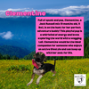 adoptable Dog in  named Clementine