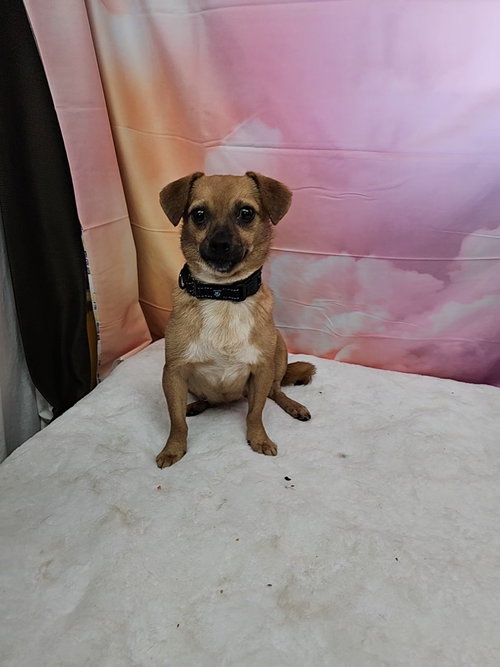 picture of the dog needing adoption