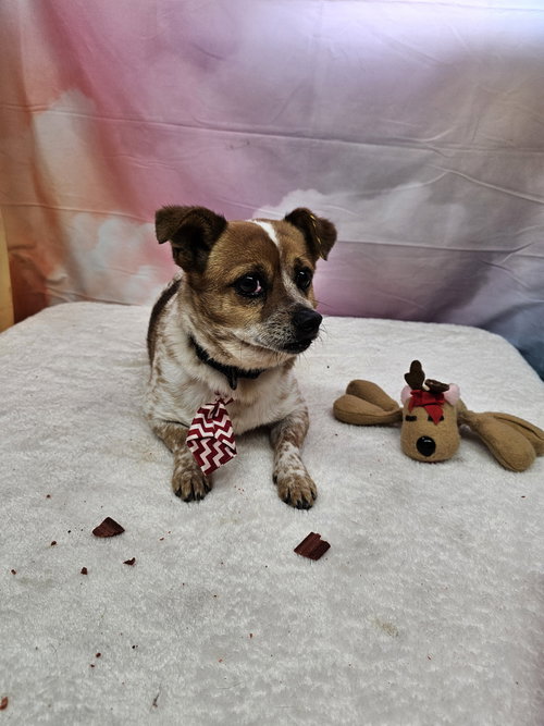 picture of the dog needing adoption