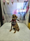 adoptable Dog in Metairie, LA named Boomer
