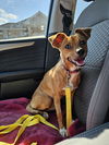 adoptable Dog in Metairie, LA named Clarice