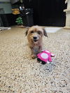 adoptable Dog in Metairie, LA named Bridgette