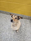 adoptable Dog in Metairie, LA named Kody