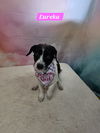 adoptable Dog in  named Eureka