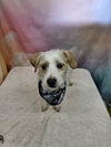 adoptable Dog in  named Dyson
