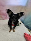 adoptable Dog in  named Abner