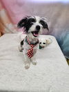 adoptable Dog in  named Bayou