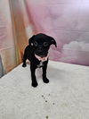 adoptable Dog in  named Lace