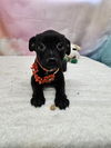 adoptable Dog in  named Taffeta